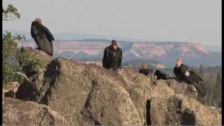 Flying giantsrare California condors return to Utah skies [upl. by Codie]