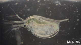 Daphnia magna under the Microscope [upl. by Hgielrak]