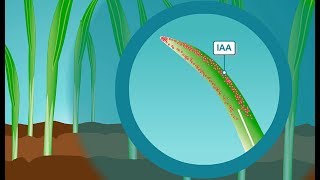 Plant hormones How IAA the most common form of auxin works [upl. by Otsuaf]