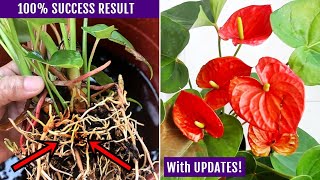 EASIEST Way To Propagate Anthurium Plant [upl. by Licko176]