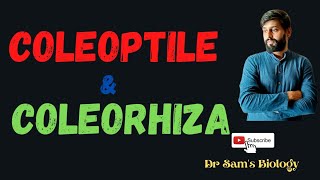 Coleoptile and Coleorhiza [upl. by Scevo]