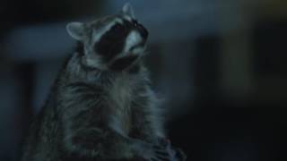 Funny raccoon Geico commercial Cmon Try It [upl. by Layney]