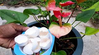 Anthurium Plant Care [upl. by Gardal]