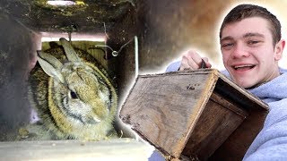 I Trapped Rabbits in Homemade Trap [upl. by Lhamaj]