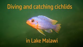 Diving and Catching cichlids in Lake Malawi [upl. by Ancell]