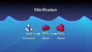 Nitrogen Removal Basics [upl. by Brosine]