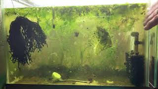 Scuds Daphnia Cherry Shrimp Copepods My aquatic food culture [upl. by Illene]