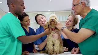 Veterinary Assistant Training  ed2go Advanced Career Training [upl. by Varin346]