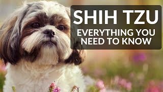 SHIH TZU 101 Everything You Need To Know About Owning A Shih Tzu Puppy [upl. by Rossie]