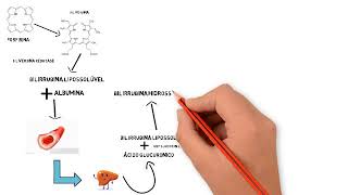 Fisiologia Metabolismo da bilirrubina [upl. by Pasco]