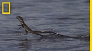 Jesus Christ Lizard  National Geographic [upl. by Charmian981]