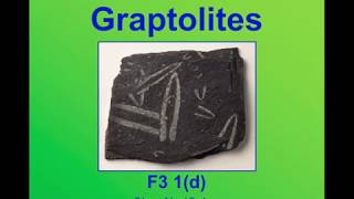 Graptolites [upl. by Fons]