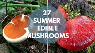 Wild Mushrooms You Can Eat Summer Edition [upl. by Lillis]