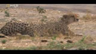 cheetahs huntings warthog watch in HD [upl. by Hutner546]