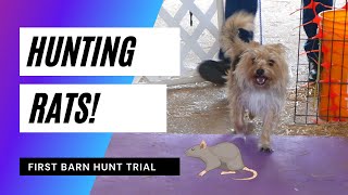 My Dogs First Barn Hunt Trial [upl. by Dougy459]