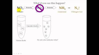 Nitrate Test [upl. by Adriaens]