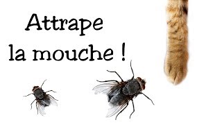 Jeu pour chat  Attrape la mouche [upl. by Aimat]