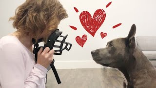 Muzzle Training How To Get Your Dog To Love The Muzzle [upl. by Nave]