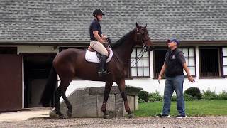 The Equestrians McLain Ward at Castle Hill [upl. by Dahl]