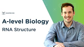 RNA Structure  Alevel Biology  OCR AQA Edexcel [upl. by Gregg]