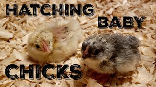 How to Improve Your Hatch Rate  Part 4 Incubating Eggs [upl. by Nyre]