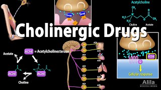 Cholinergic Drugs  Pharmacology Animation [upl. by Akzseinga]