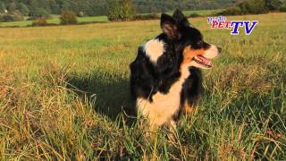 Border Collie Informationen zur Rasse [upl. by Douville]