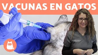 VACUNAR GATOS ¿Cómo y Cada Cuánto 🐱 Consejos Veterinarios [upl. by Eenimod]