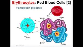 Structure and Function of Erythrocytes RBCs [upl. by Melany]