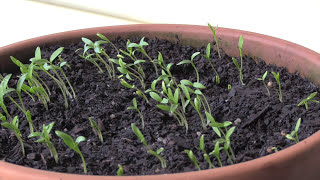 How to Grow Cilantro  Coriander From Seed 5 Steps [upl. by Cordle]