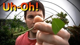 Propagating Rooted Cuttings of Dogwoods Rose of Sharon Weigela Climbing hydrangea and Spirea [upl. by Yanehs]