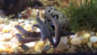 Black Kuhli Loaches Feeding [upl. by Niles]