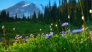 Relaxing Music Peaceful Music Instrumental Music quotNatures Landscapesquot by Tim Janis [upl. by Fortunna]