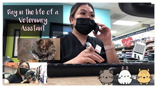 Day in the Life  Veterinary Assistant 🐶🩺🐱 [upl. by Axela]