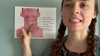 Muscles of the Larynx  Part 1  3D Anatomy Tutorial [upl. by Kiernan415]