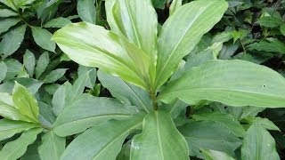 Insulin Plant  Medicinal plant for diabetes treatment [upl. by Sitarski893]