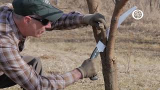 Ask an Arborist The ABCs of Pruning [upl. by Prevot]