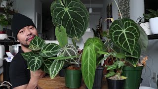 My Anthurium Collection  How To Care For Anthuriums  Rare Houseplants [upl. by Marte]