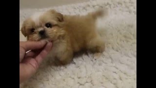 IMPERIAL SHIH TZU IMPERIAL SHIH TZU PUPPIES [upl. by Ilyse]