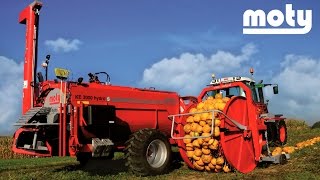 MOTY Pumpkin seed harvesting [upl. by Gannes]