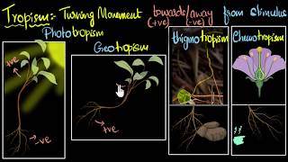 Tropism Types positive amp negative  Control amp Coordination  Biology  Khan Academy [upl. by Sascha]