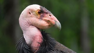 Meet The Endangered California Condors [upl. by Adeline]