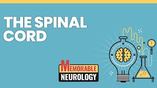 Spinal Cord Mnemonics Memorable Neurology Lecture 8 [upl. by Aicener]