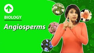 Angiosperms  Diversity In Living Organisms  Biology  Class 9 [upl. by Yaakov360]