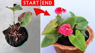 SEE How I SAVED a DYING Anthurium Plant [upl. by Atikram]