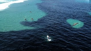 MASSIVE SWARM OF ANCHOVIES [upl. by Lecram]