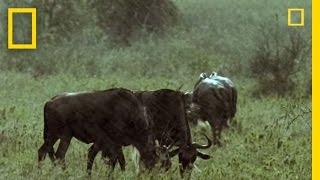 Two Cheetahs vs Wildebeest  National Geographic [upl. by Kylstra770]