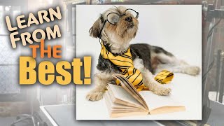 Shih Tzu Pet Trim for Beginners [upl. by Moneta556]