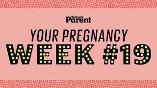 Your pregnancy 19 weeks [upl. by Heddi]