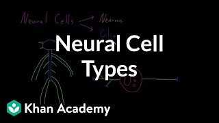 Introduction to neural cell types  Organ Systems  MCAT  Khan Academy [upl. by O'Callaghan]